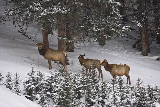 Elk 1 Three Elk in Yellowstone National Park