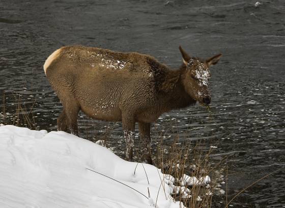Elk 2 Lone Elk in Yellowstone National Park