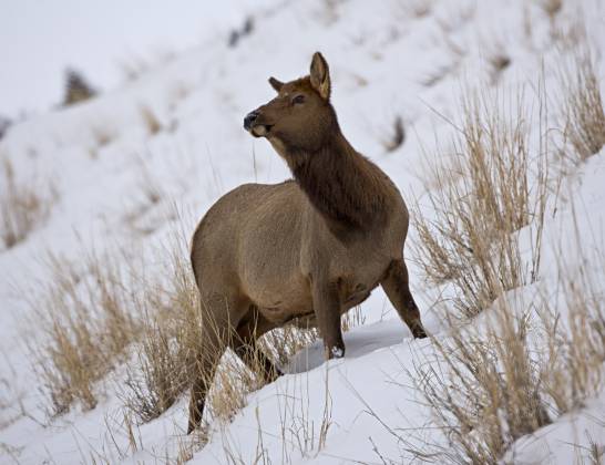 Elk 3 Lone Elk in Yellowstone National Park