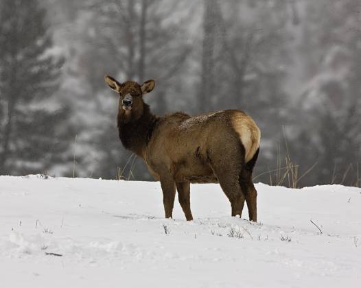 Elk 4 Lone Elk in Yellowstone National Park