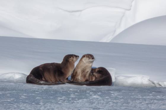 No Way River otters on the Yellowstone River.