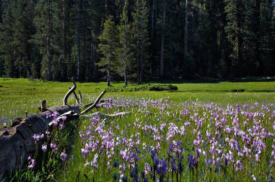 Glacier Point Road Meadow Meadow on Glacier Point Road in Yosemite National Park