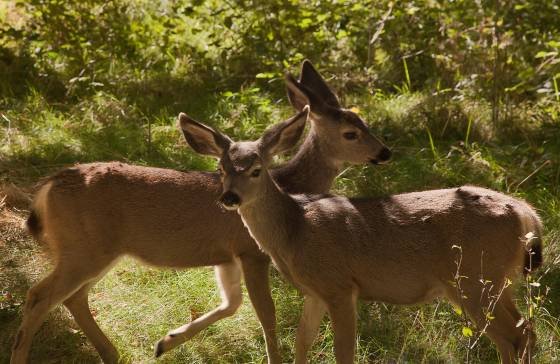 Valley Deer Deer in Yosemite Valley
